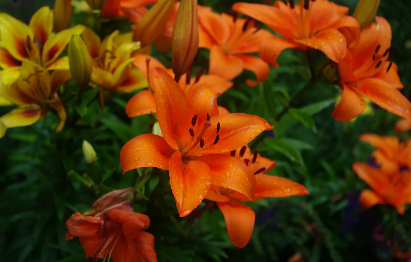 Фото обои Капли, Лилия, Drops, Orange lily, Оранжевые лилии