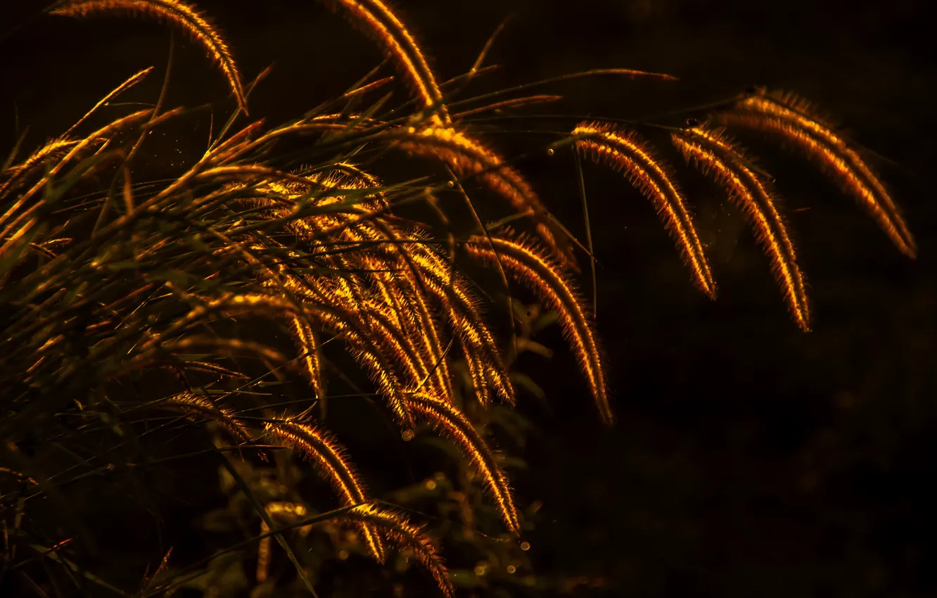 Фото обои трава, растение, освещение, колоски