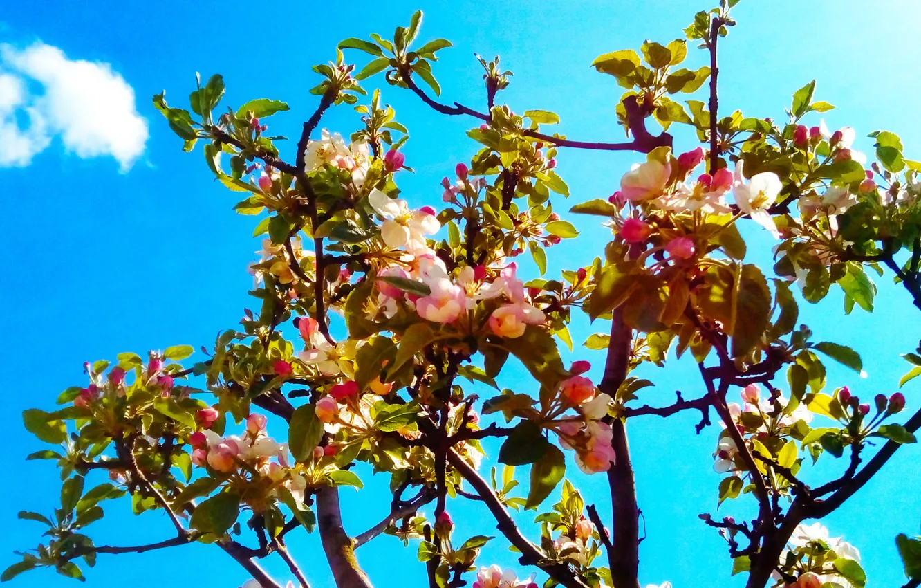 Фото обои garden, spring, apple tree