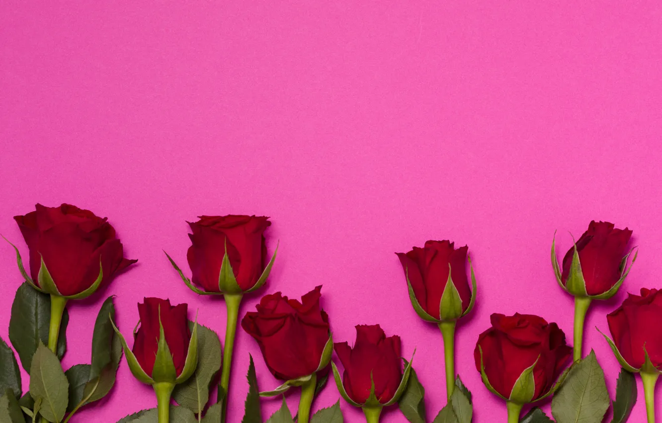 Фото обои цветы, розы, букет, красные, red, бутоны, flowers, romantic