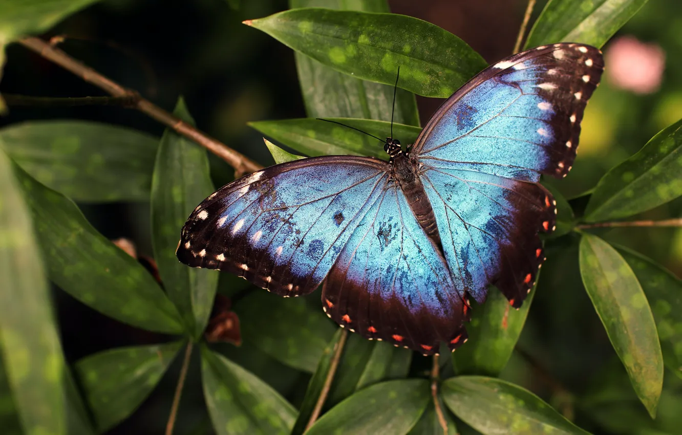 Фото обои листья, макро, темный фон, бабочка, голубая