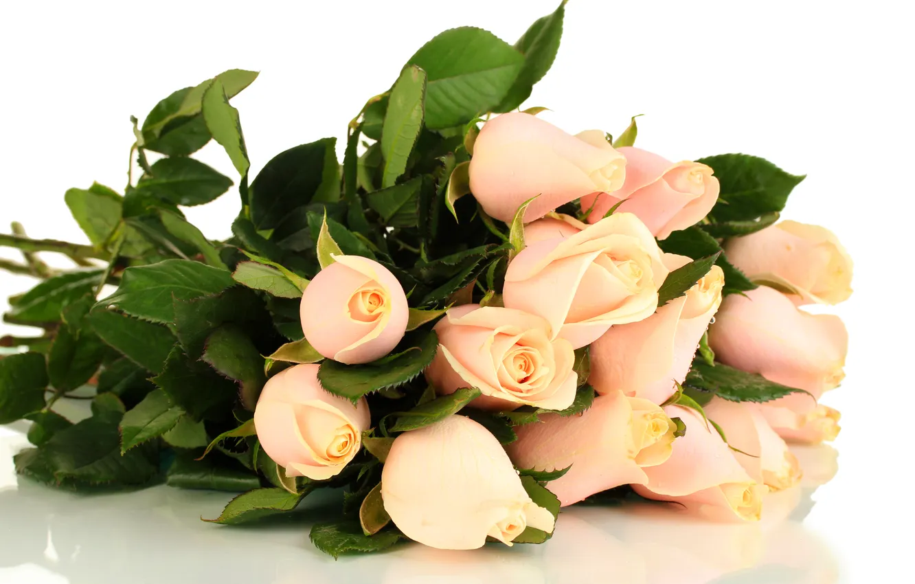 Фото обои белый, листья, цветы, фон, розы, букет, розовые