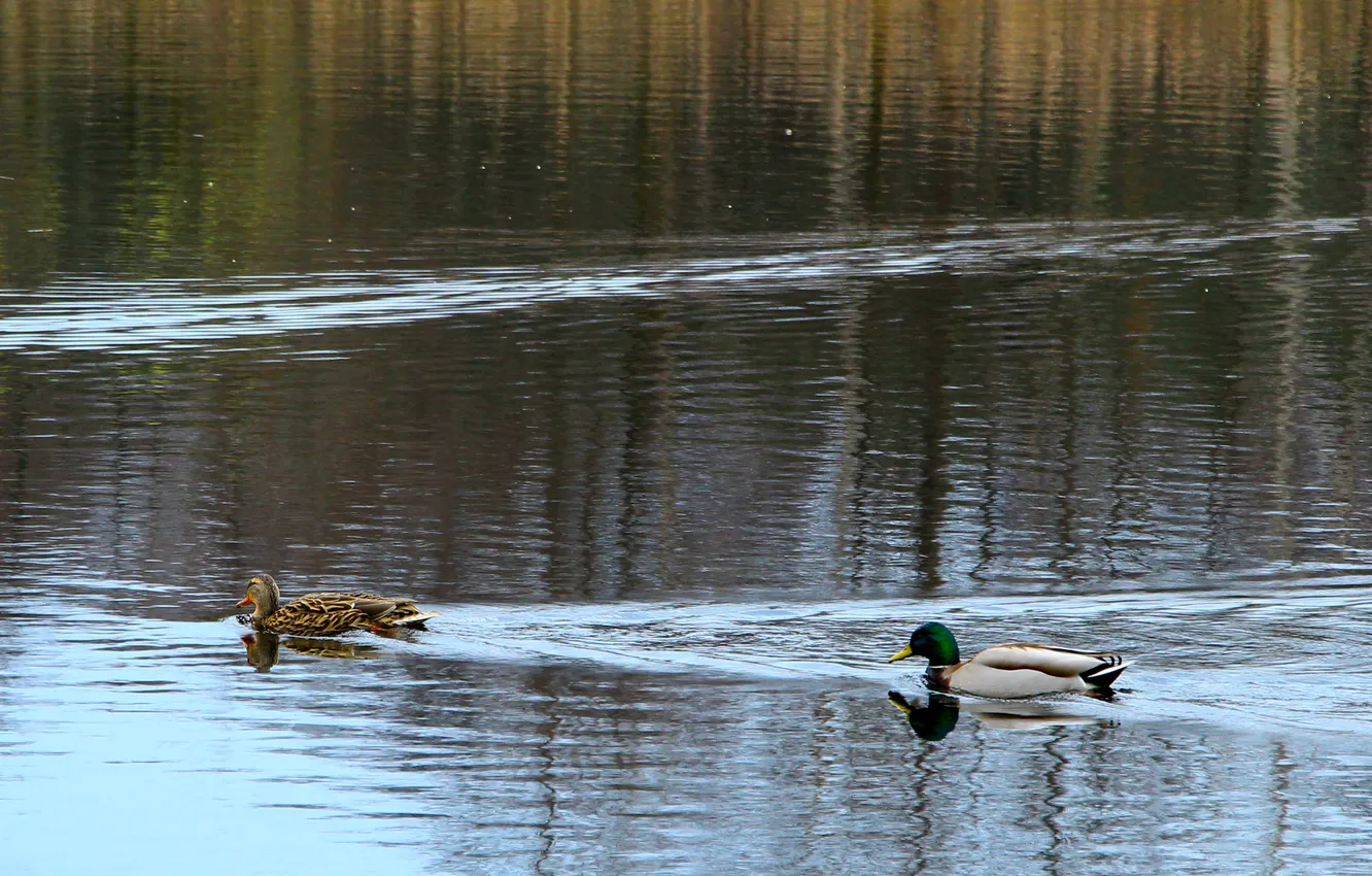Фото обои water, park, lake, pond, ducks