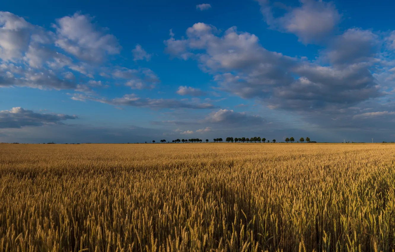 Фото обои sky, trees, landscape, nature, sunset, clouds, wheat, Field