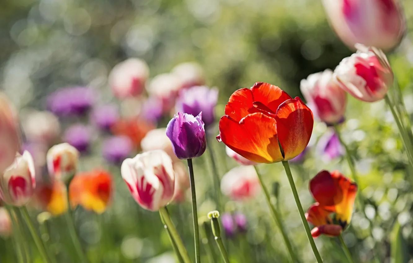 Фото обои цветы, блики, тюльпаны, клумба