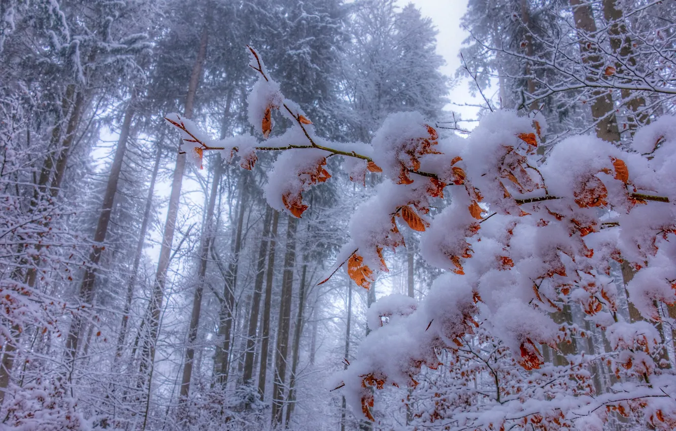 Фото обои зима, иней, лес, листья, снег, ветка, сосны