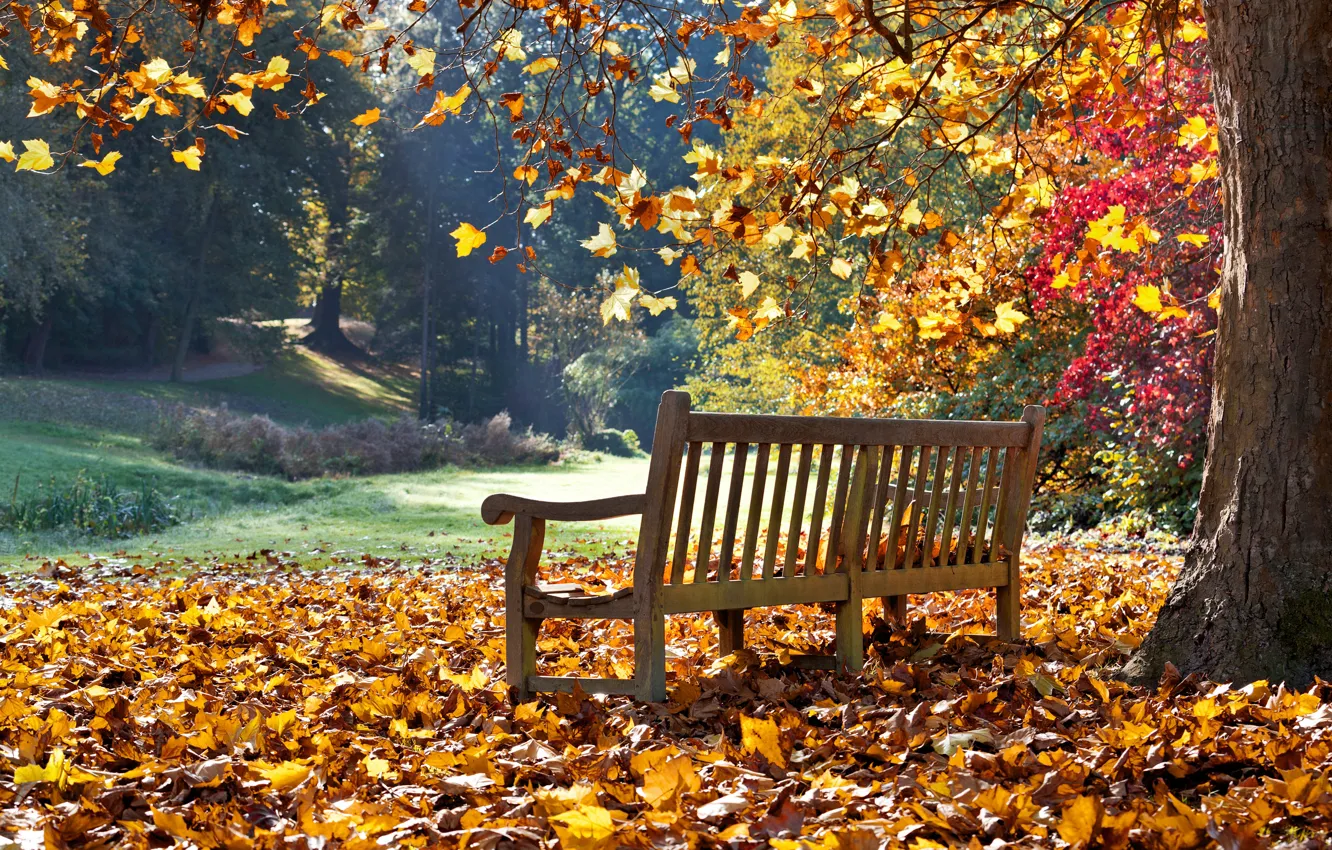 Фото обои фото, Природа, Осень, Скамейка, Листья, Парк