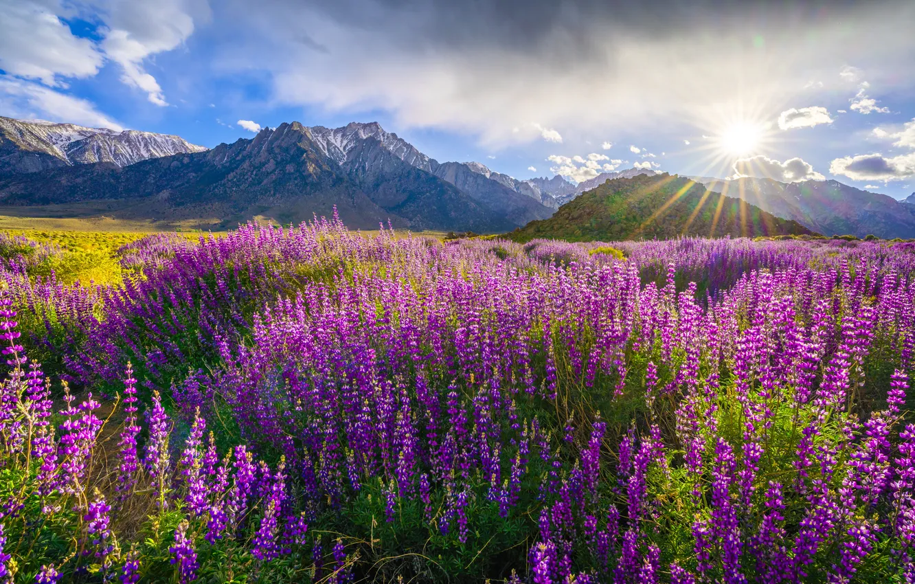 Фото обои поле, лето, цветы, горы, природа, скалы, люпины