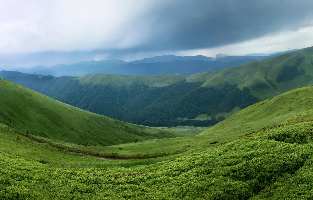 Фото обои зелень, лес, трава, облака, горы, склон, панорама, Украина
