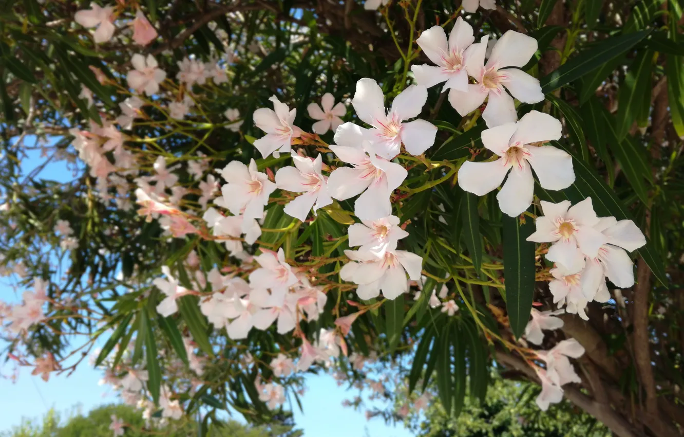 Фото обои Цветы, Листья, Растения, Flowers, Leaves, Plants, White Oleander, Белый Олеандр