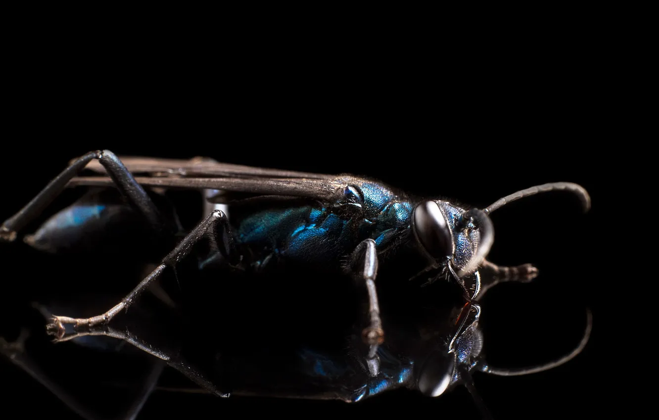 Фото обои insect, strobist, Blue Mud Dauber