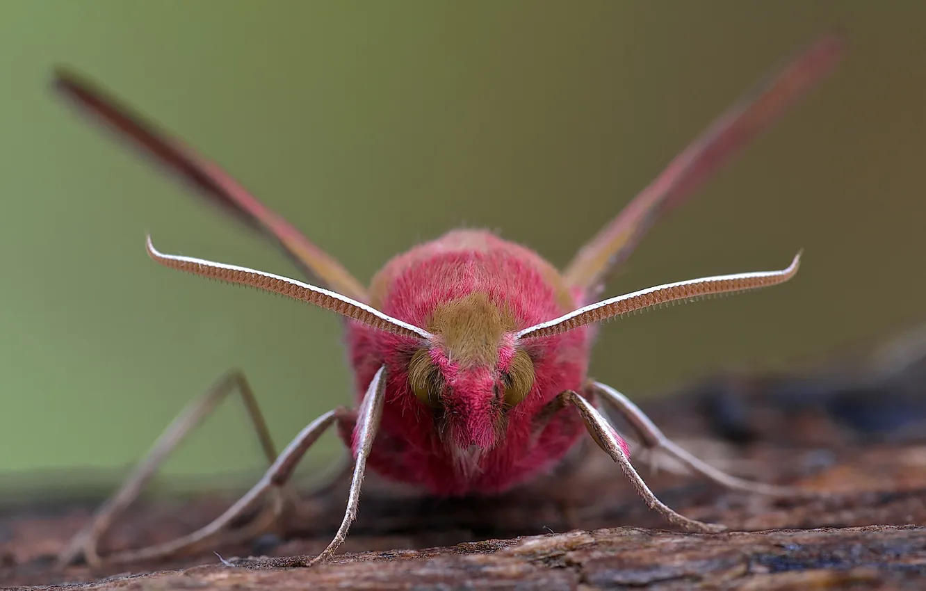 Фото обои Deilephila elpenor, groot avondrood, Elephant Hawk-moth