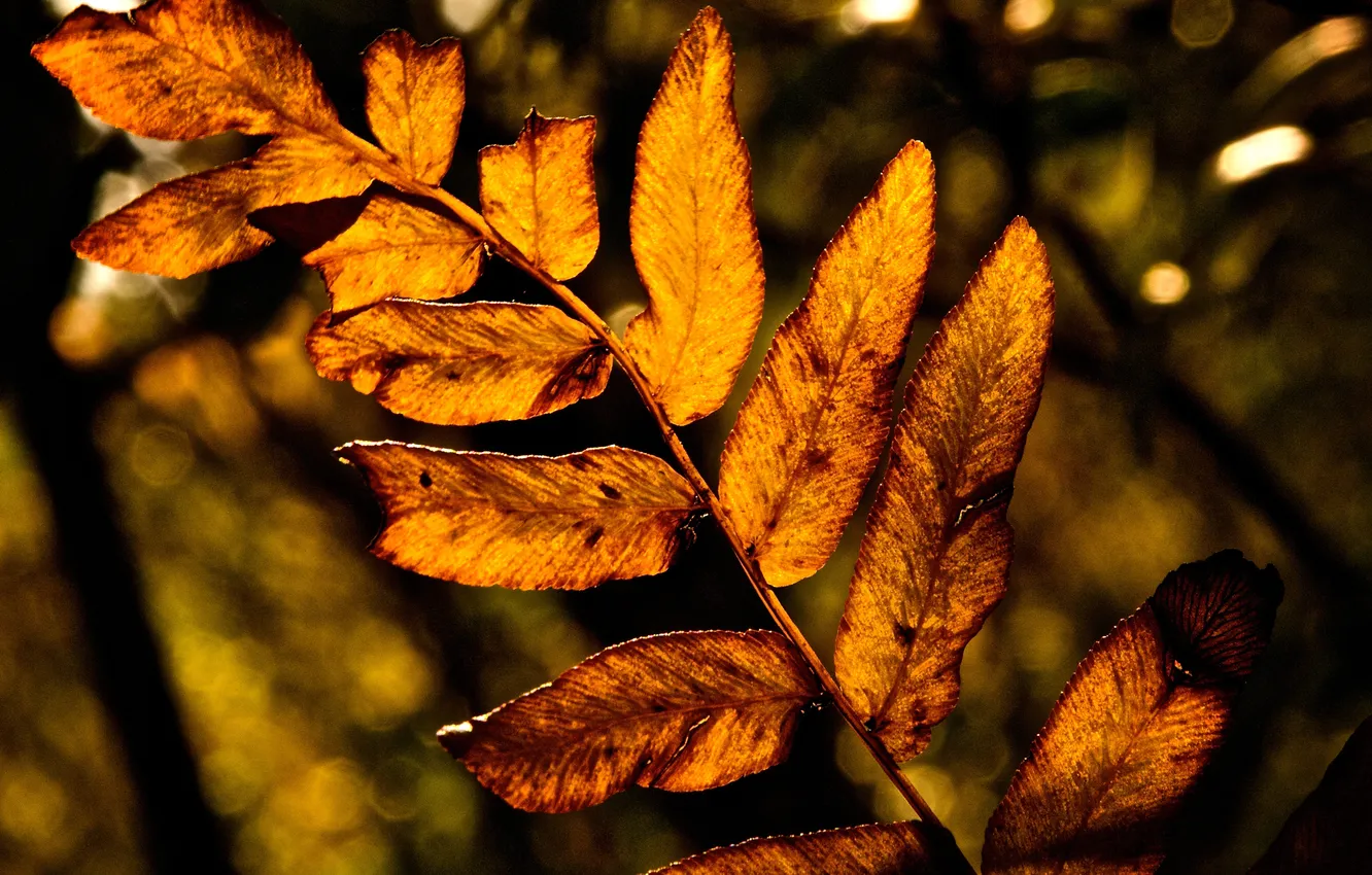 Фото обои осень, листья, макро, природа, жёлтый, дерево, листва