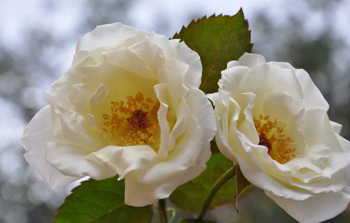 Фото обои листья, блики, фон, две, розы, белые, чайные
