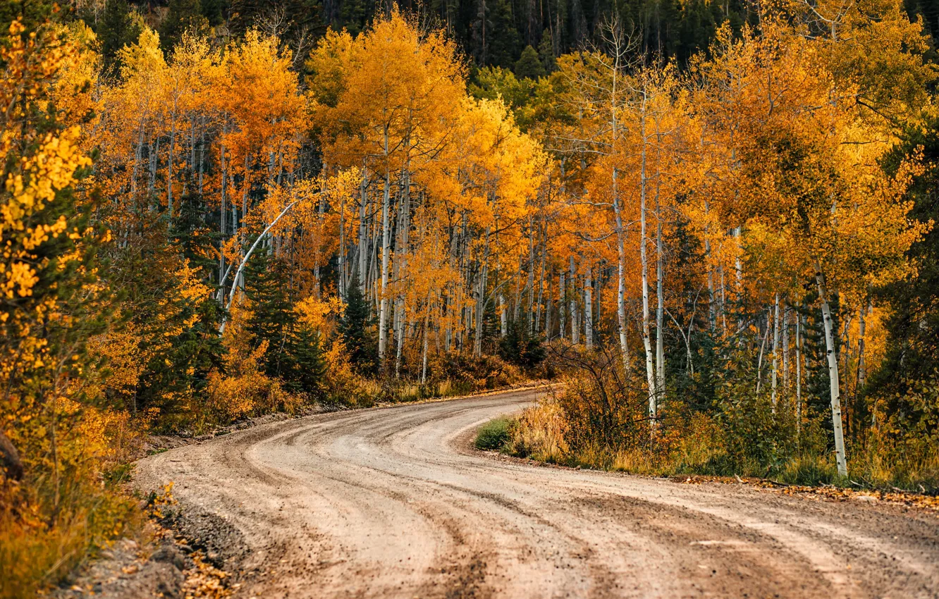 Фото обои дорога, осень, берёзы