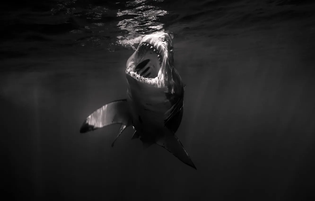 Фото обои underwater, sea, water, monochrome, swimming, gray and white shark