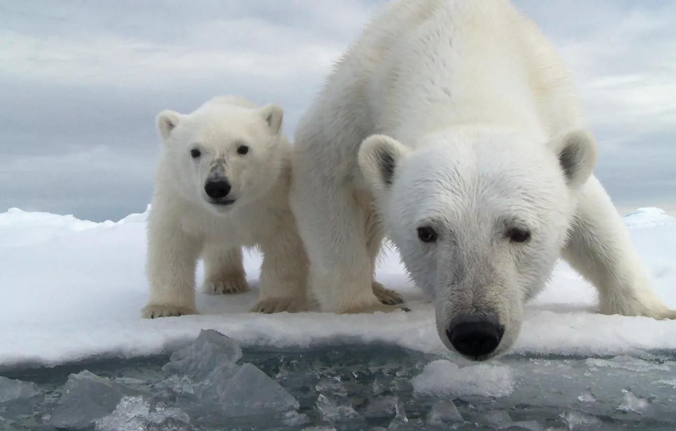 Фото обои лед, вода, снег, океан, медведь, медвежонок, белый медведь, медведица