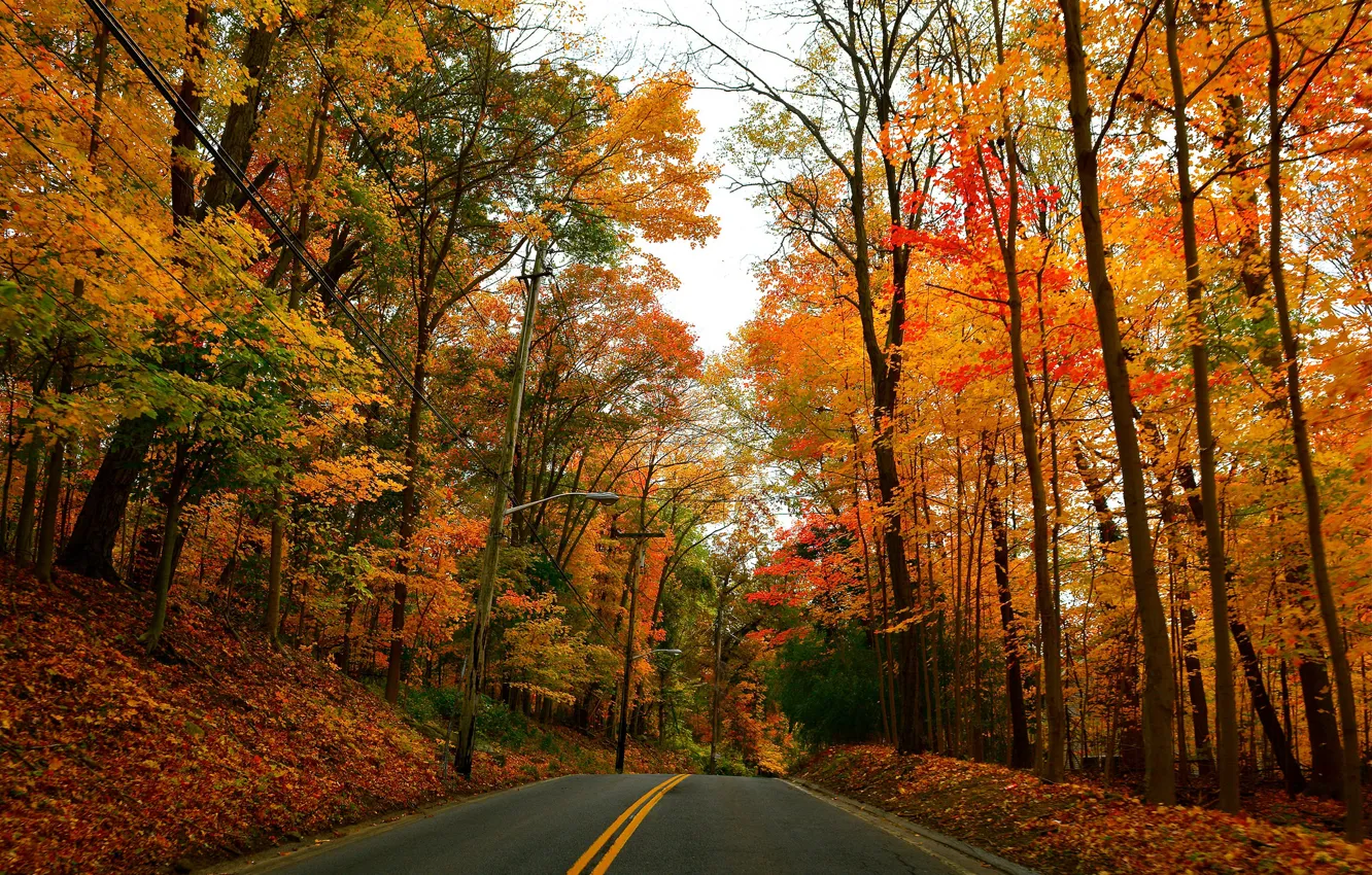 Фото обои дорога, осень, лес, деревья, парк, фонари