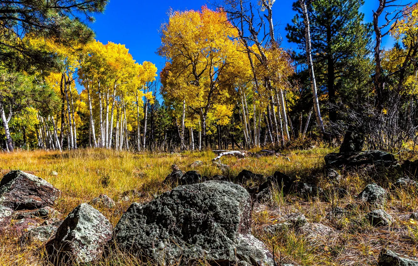 Фото обои осень, лес, небо, деревья, камни, роща, осина