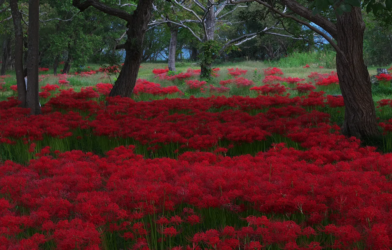 Фото обои цветы, поляна, красные, ликорис