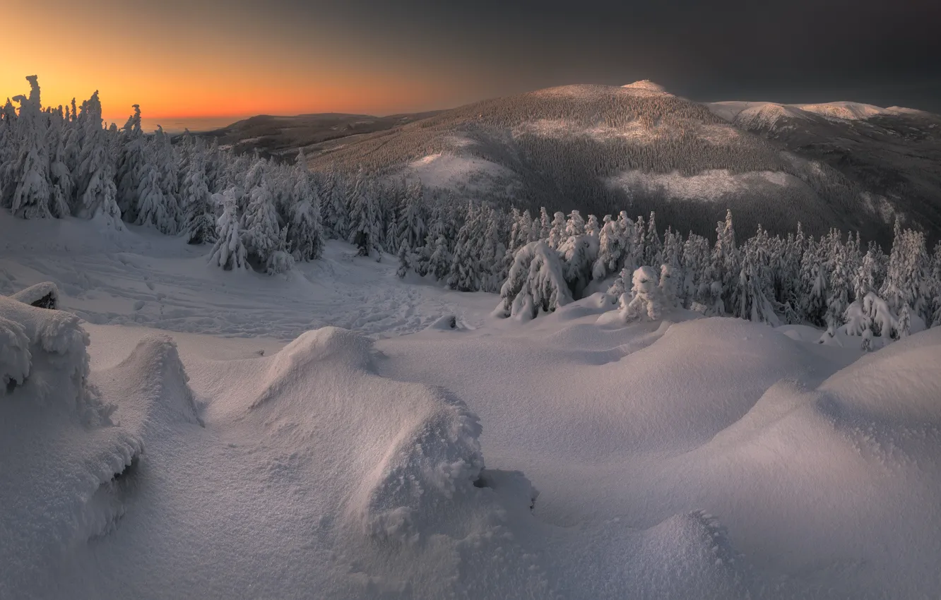 Фото обои зима, снег, пейзаж, природа, холмы, ели, сугробы, леса