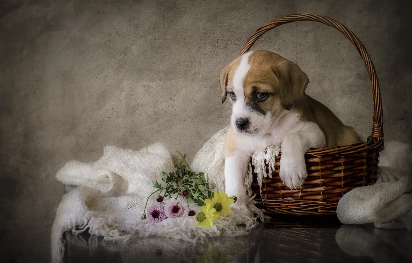 Фото обои цветы, собака, щенок