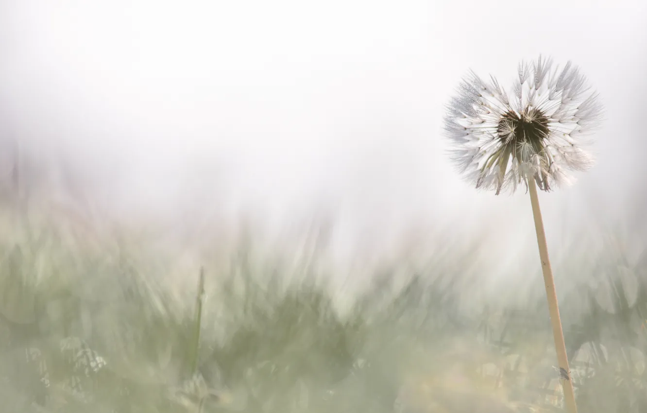 Фото обои белый, цветок, трава, одуванчик, поляна, размытие, весна, светлый фон