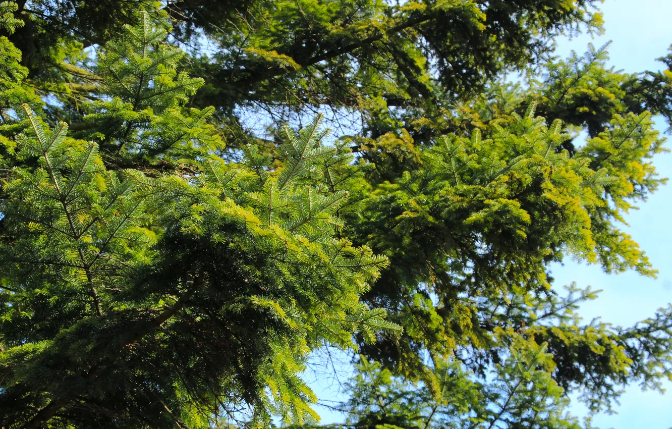 Фото обои green, tree, twig