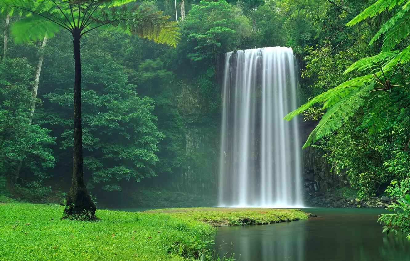 Фото обои лес, деревья, водопад, поток, Австралия
