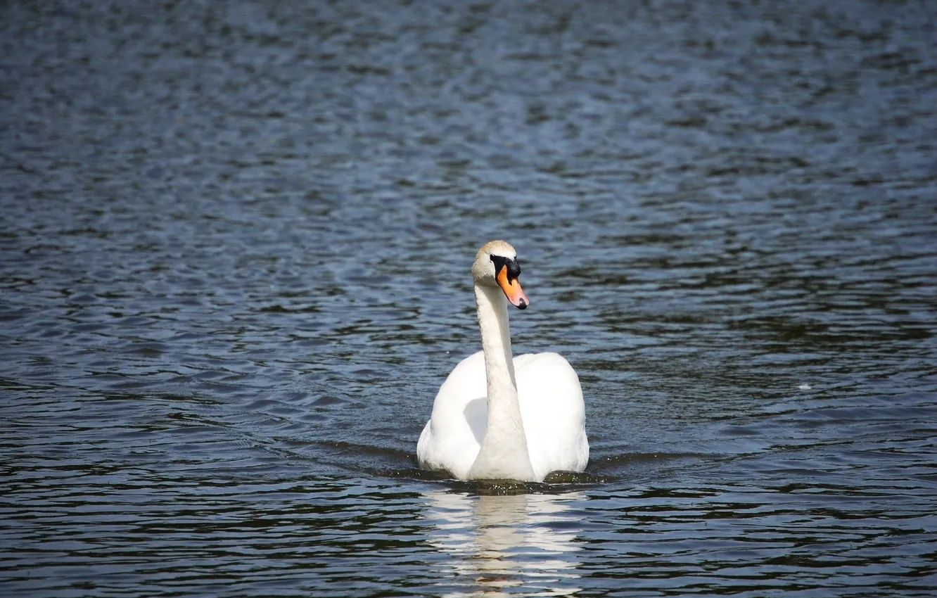 Фото обои вода, грация, белый лебедь