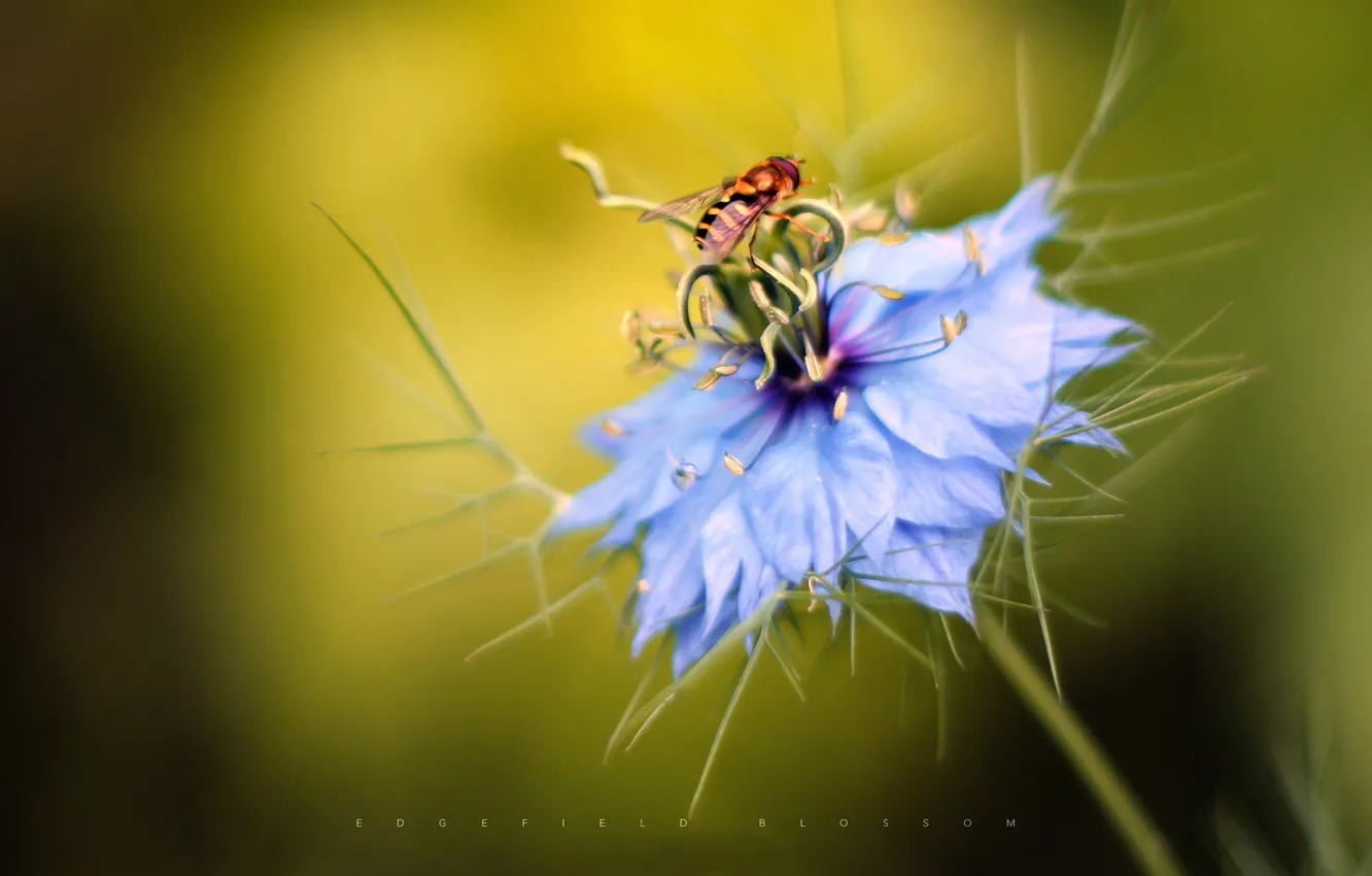 Фото обои цветок, пчела, edgefieldBlossom