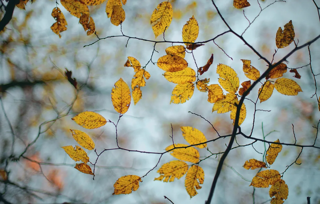 Фото обои осень, листья, природа, фон, цвет