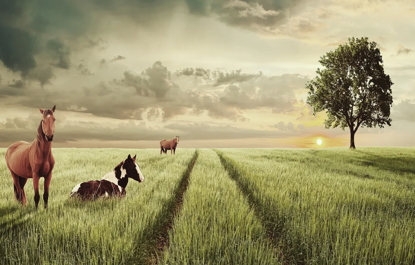 Фото обои поле, животные, дерево, лошадки
