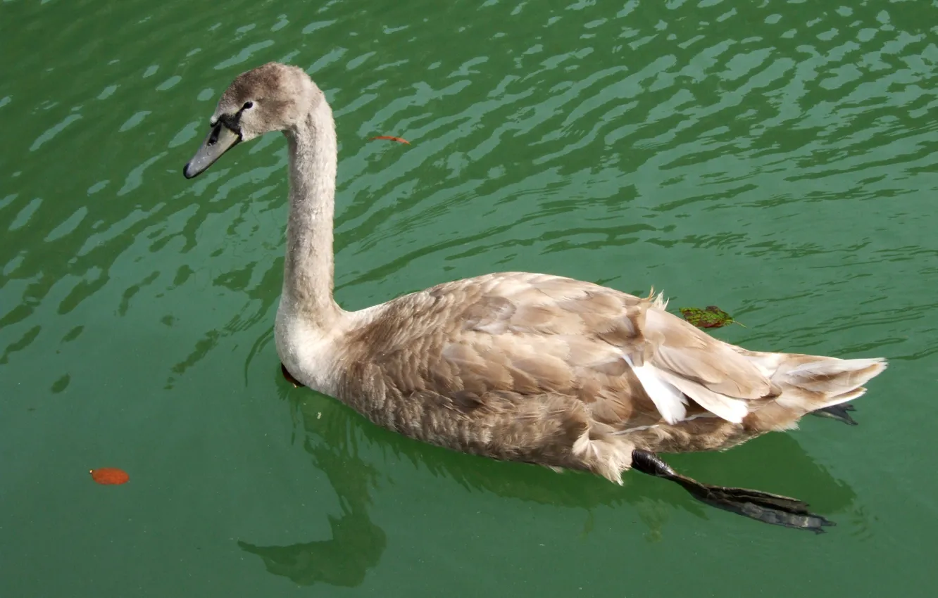 Фото обои swan, lake, animal, Bird, swimming, young swan