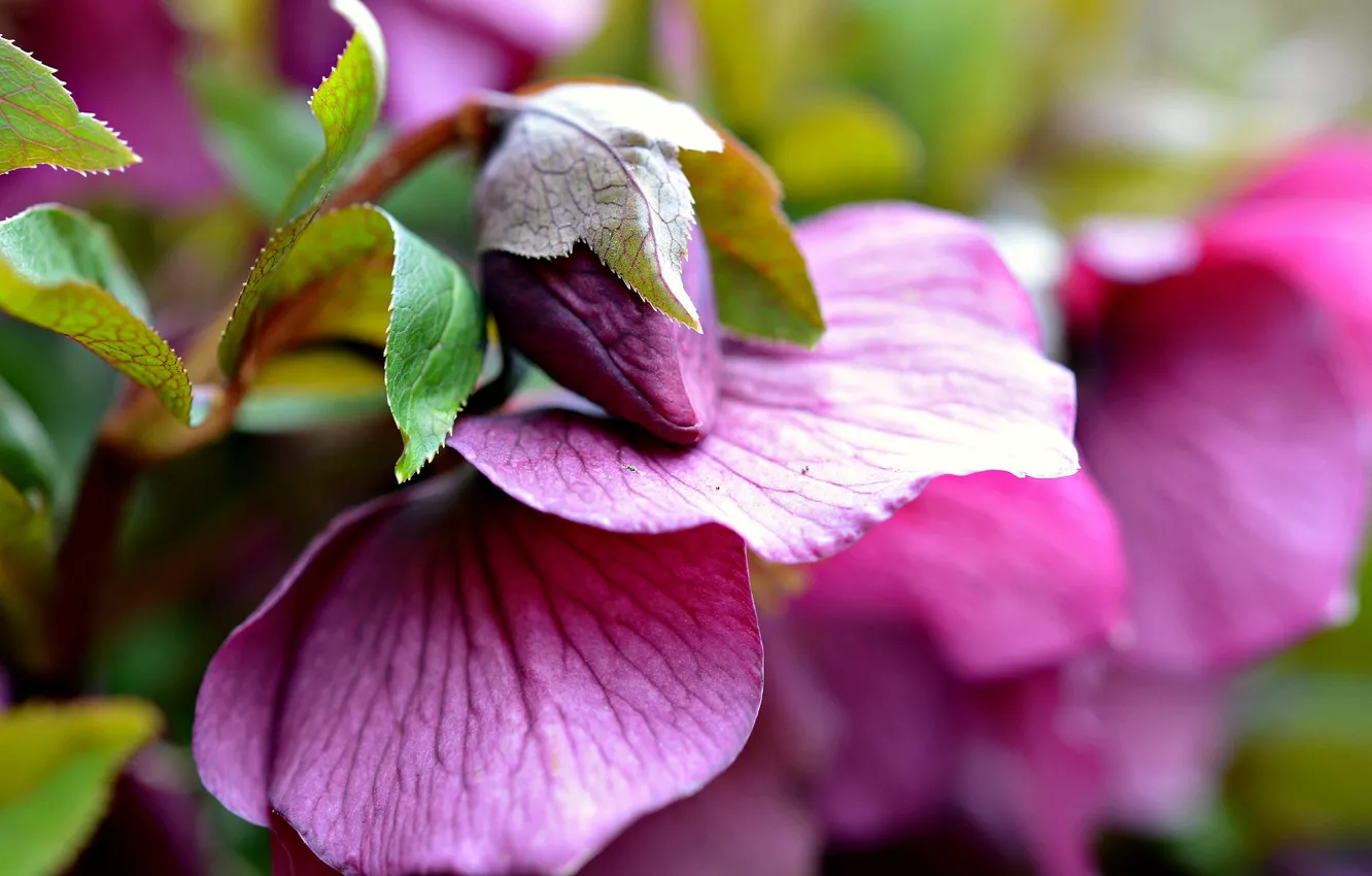 Фото обои цветок, листья, розовый, размытость, бутон
