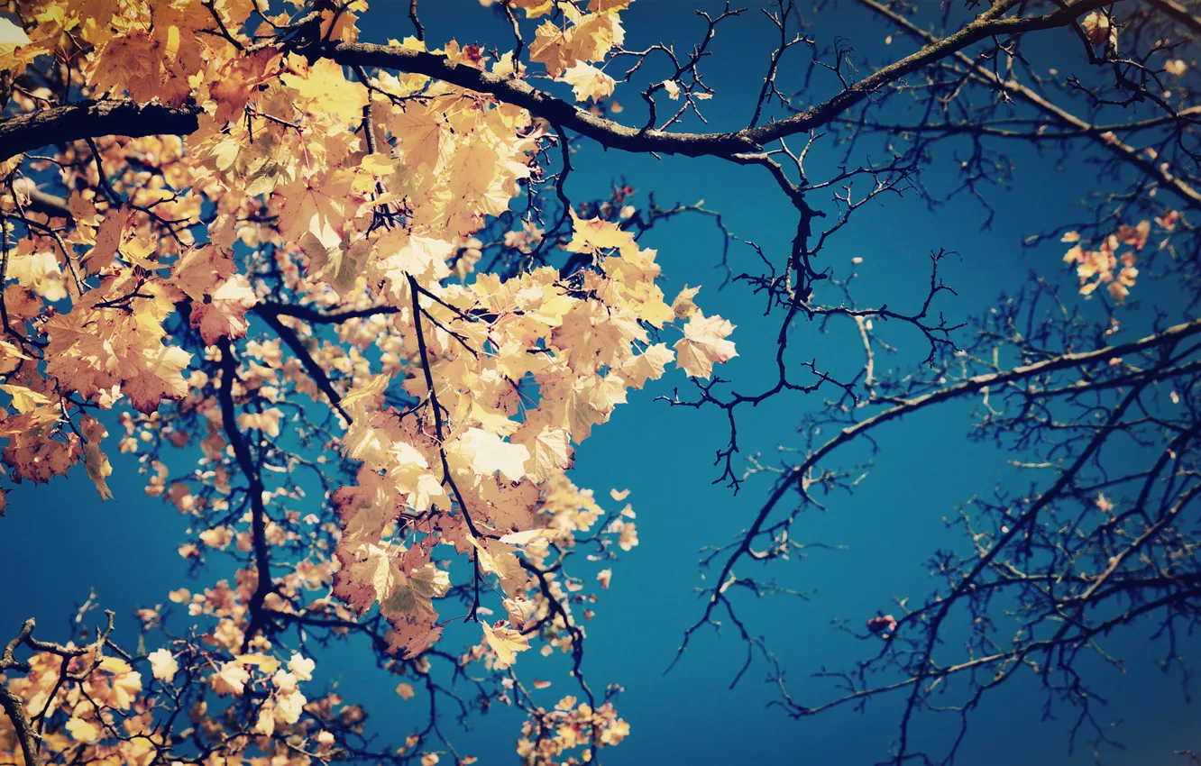 Фото обои осень, небо, листья, ветки, дерево, желтые, крона