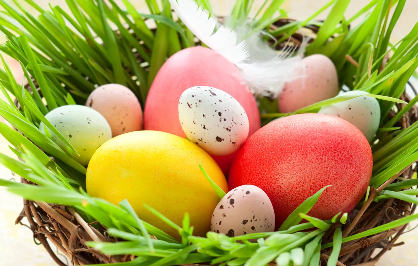 Фото обои трава, перо, праздник, яйца, весна, Пасха, гнездо, Easter