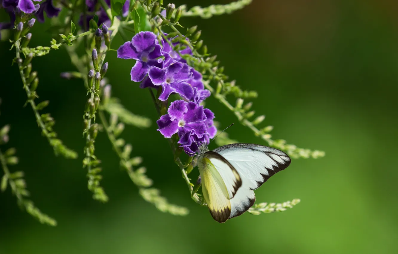 Фото обои фиолетовый, бабочка, дуранта