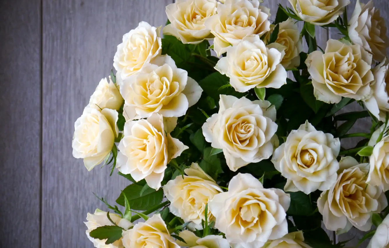 Фото обои розы, букет, бутоны, flower, лепестки роз, roses