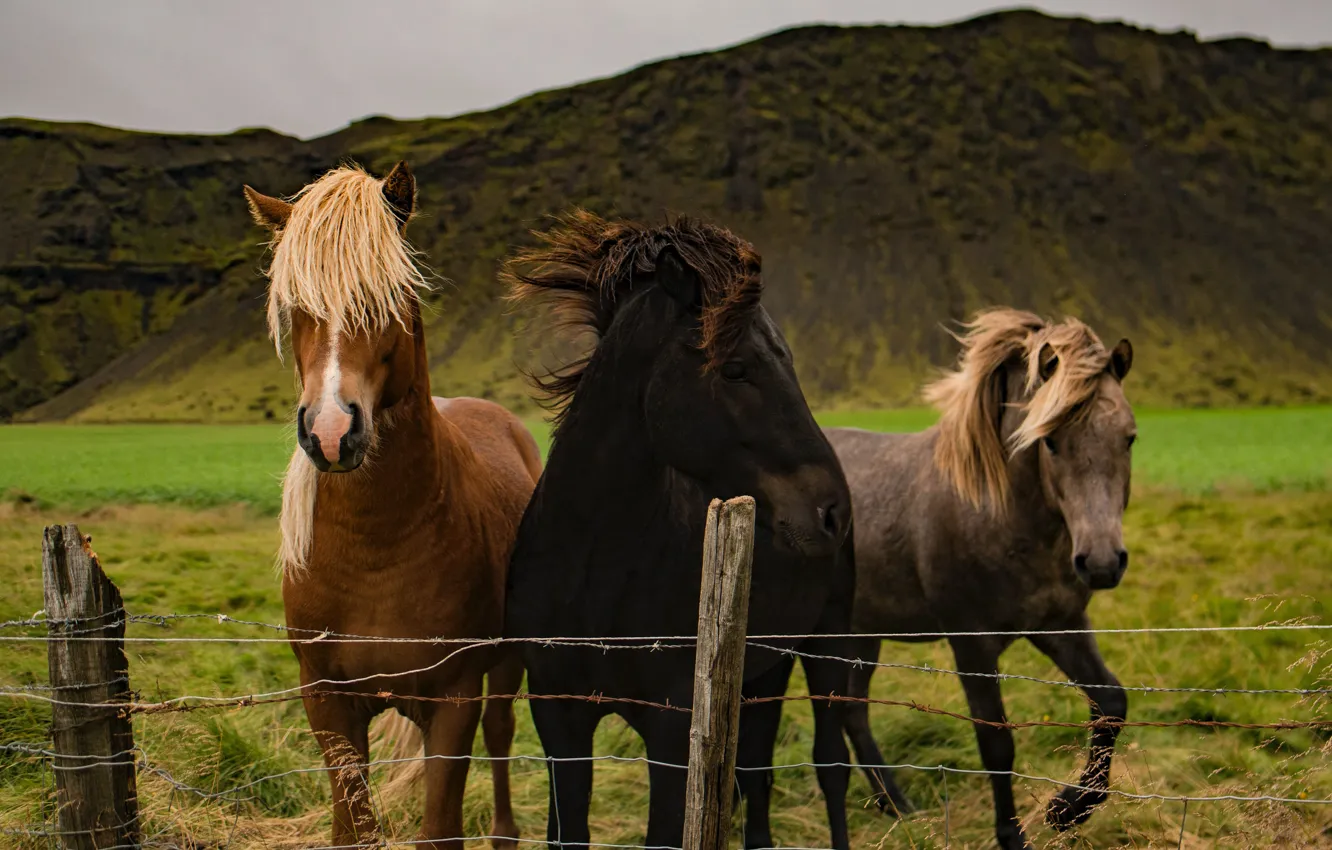 Фото обои поле, горы, природа, забор, кони, лошади, ограждение, трио