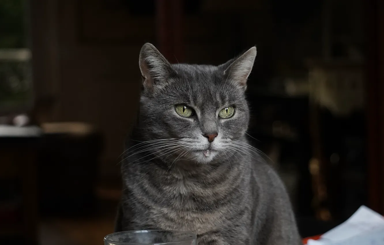 Фото обои кошка, кот, взгляд, морда, стакан, дом, темный фон, серый