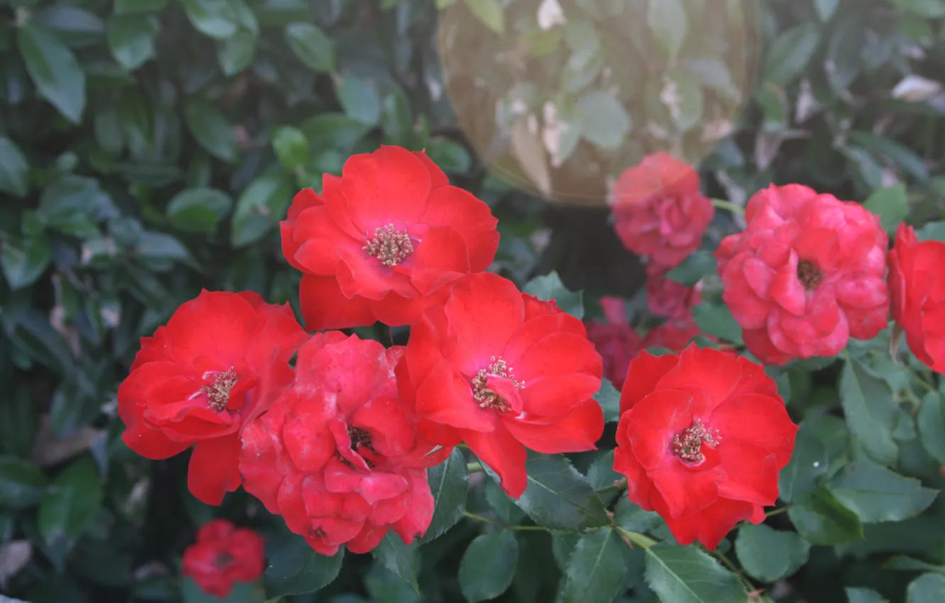 Фото обои Боке, Bokeh, Красные розы, Red roses