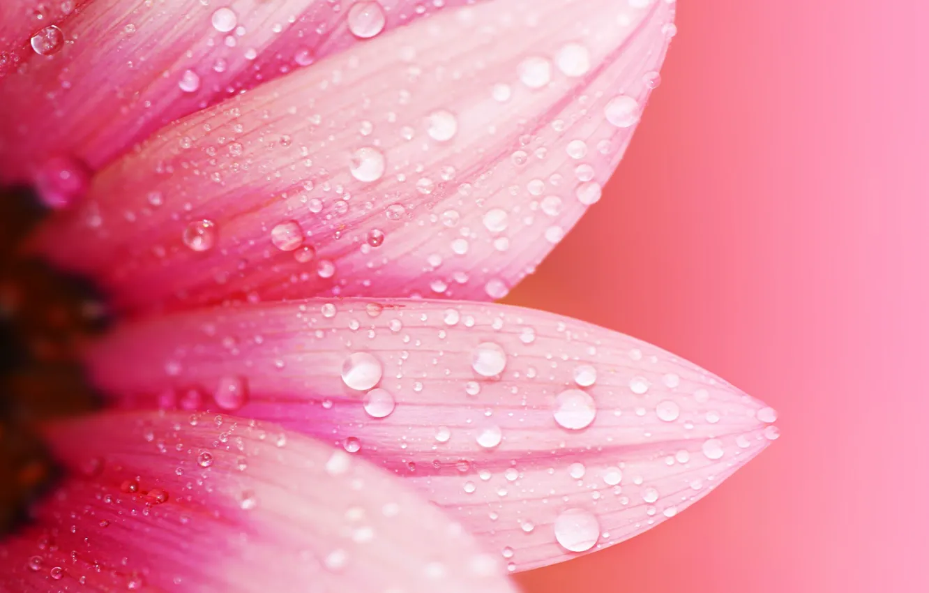 Фото обои цветок, вода, капли, макро, цветы, роса, фон, розовый