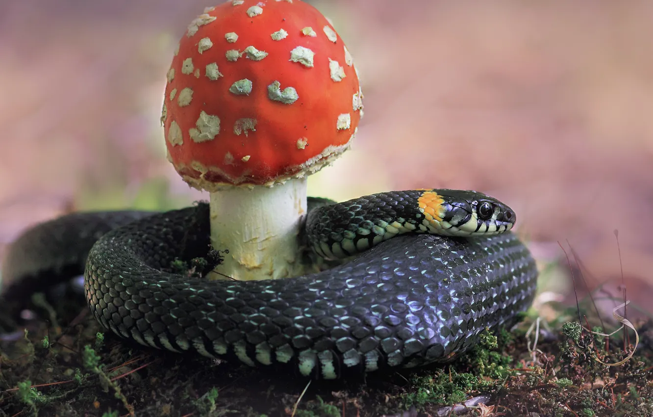 Фото обои природа, гриб, мох, змея, мухомор, уж