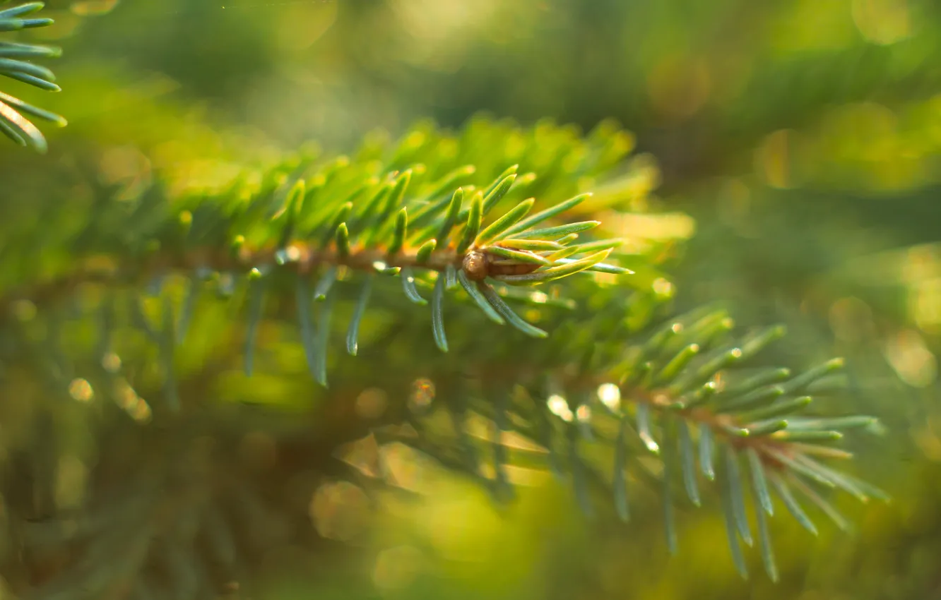Фото обои green, tree, spruce, twig
