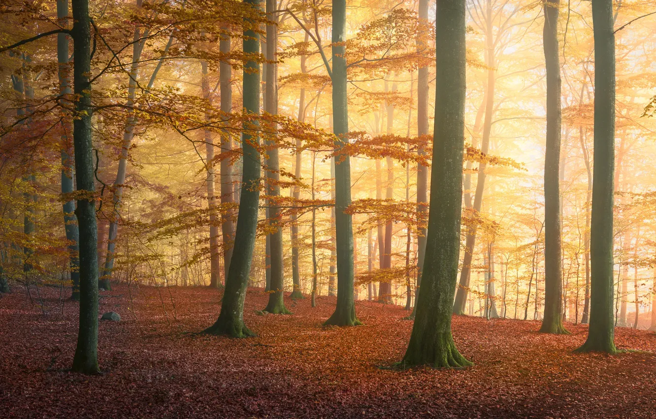 Фото обои forest, trees, autumn, fog