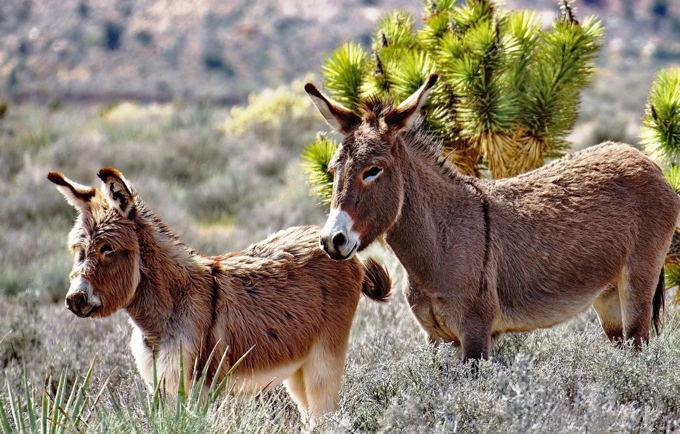 Фото обои Meadow, Two, Donkeys