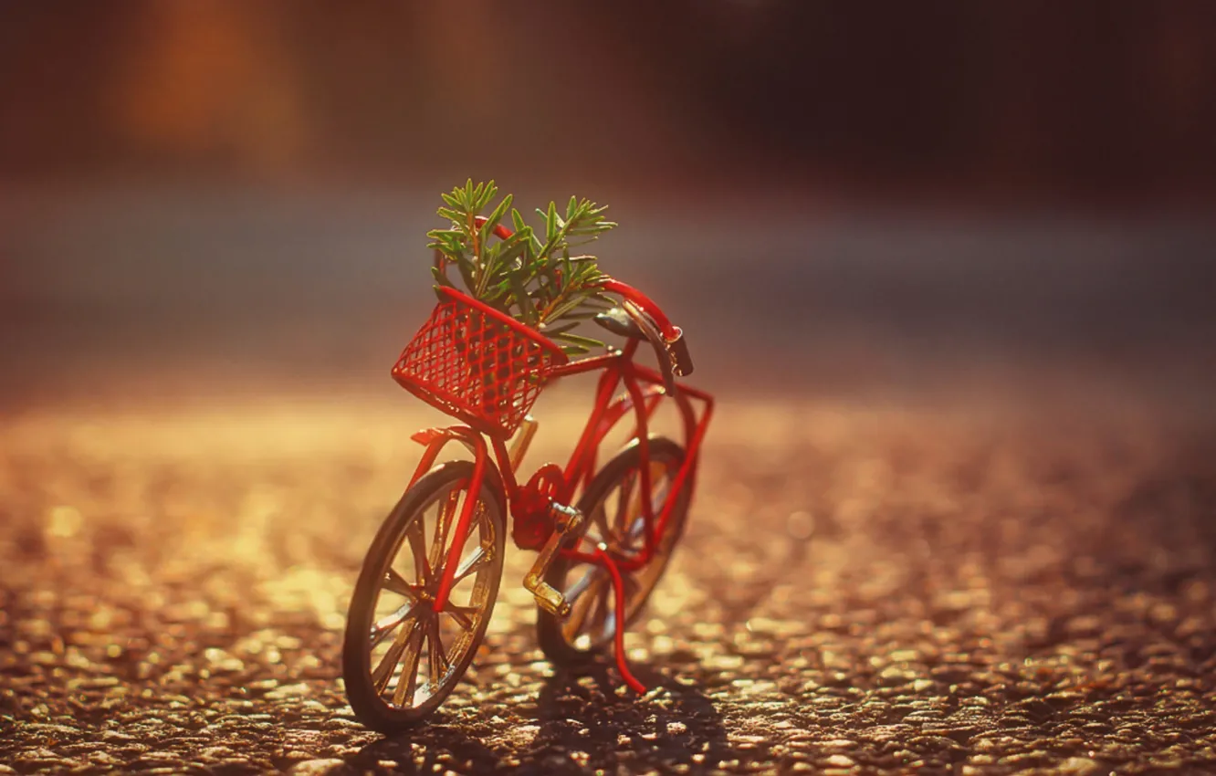 Фото обои велосипед, корзина, куст, тень, солнечный свет