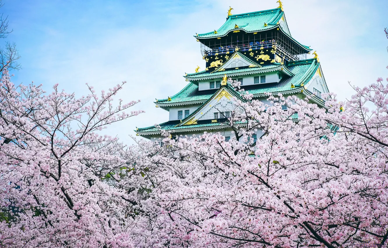 Фото обои замок, Япония, сакура, пагода