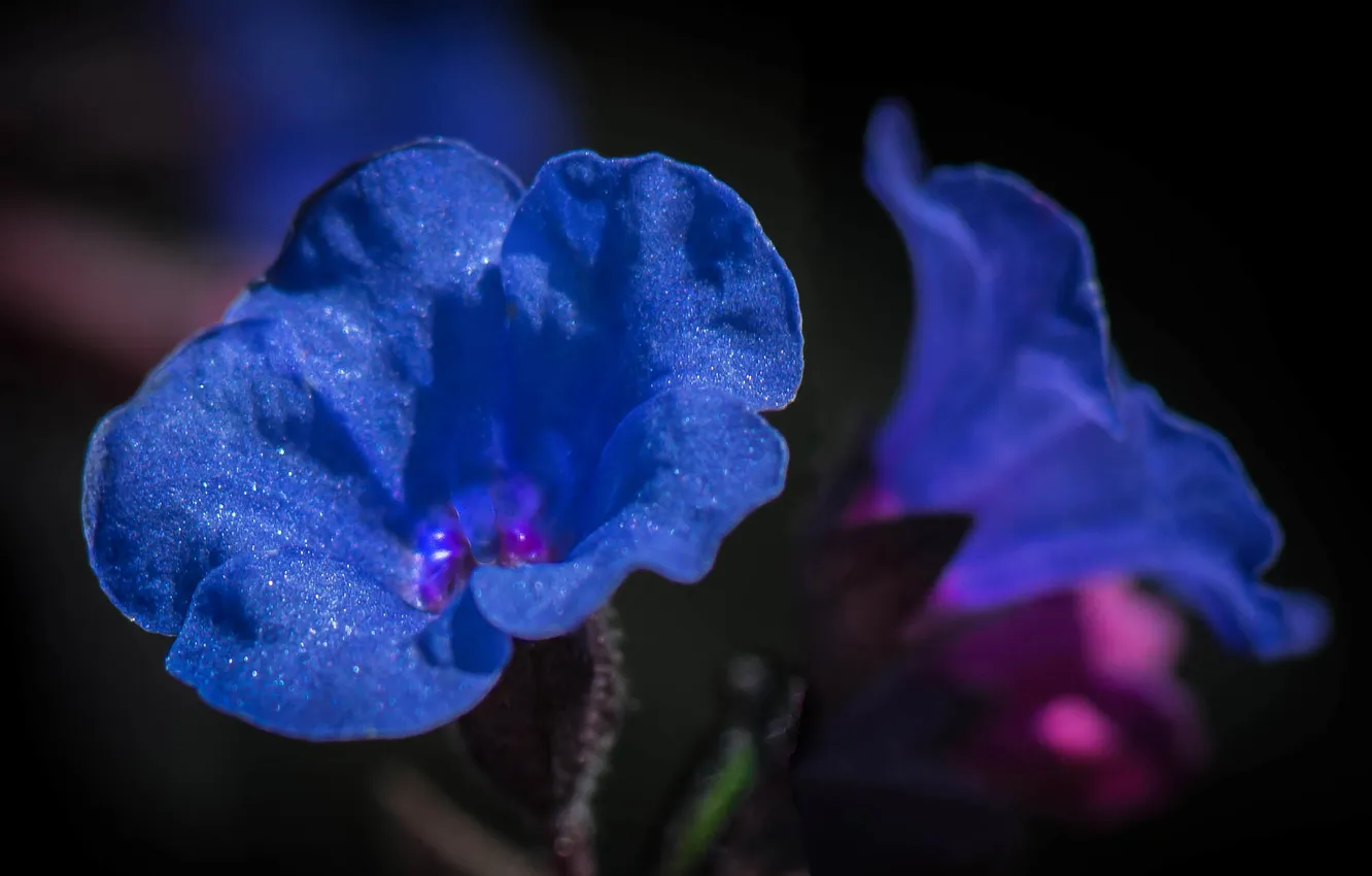 Фото обои макро, природа, капли воды, синие цветочки